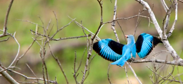 Woodland Kingfisher